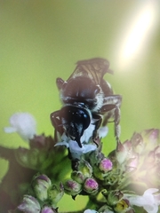 Lasioglossum