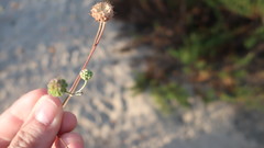 Pycnocomon rutifolium