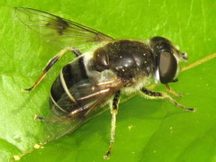 Eristalis obscura