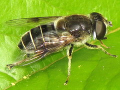 Eristalis obscura