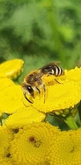 Colletes daviesanus