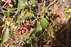 Protium ovatum