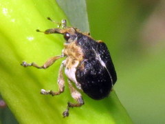 Mononychus vulpeculus