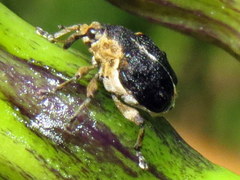 Mononychus vulpeculus