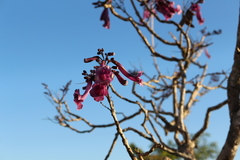 Jacaranda caroba