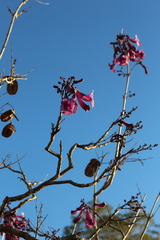 Jacaranda caroba