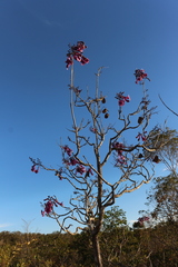 Jacaranda caroba