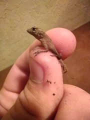 Anolis sagrei