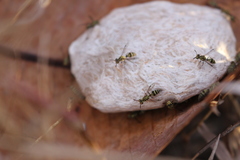 Protopolybia exigua
