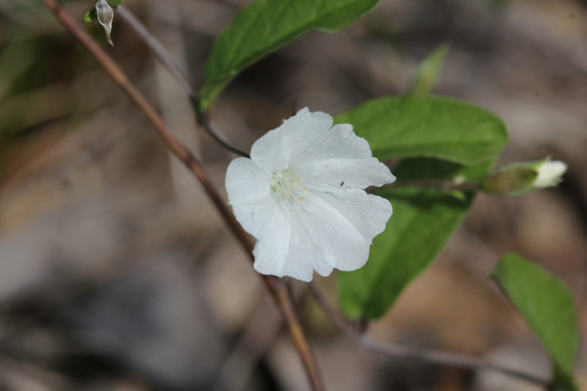 Stylisma villosa