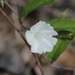 Hairy Dawnflower - Photo (c) Tom Bentley, some rights reserved (CC BY-NC-ND), uploaded by Tom Bentley