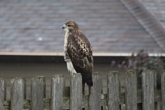 Buteo jamaicensis