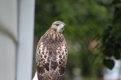 Buteo jamaicensis