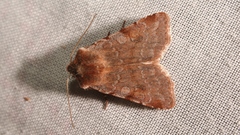 Cerastis rubricosa