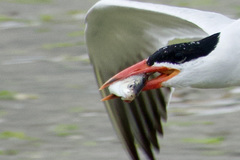 Cymatogaster aggregata