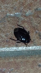 Macroscytus brunneus