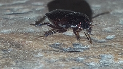 Macroscytus brunneus