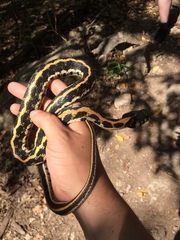 Thamnophis cyrtopsis ocellatus