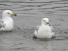 Larus delawarensis