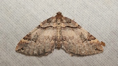 Earophila badiata