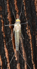 Maccaffertium terminatum