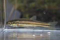 Chrosomus neogaeus