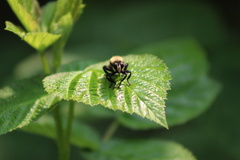Laphria flavicollis