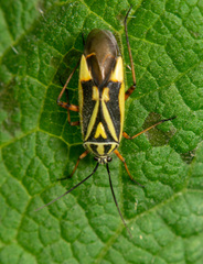Brachycoleus decolor