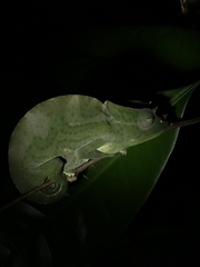 Trioceros deremensis