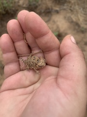 Phrynosoma blainvillii