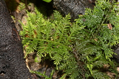 Thuidium laeviusculum