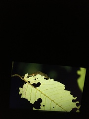 Rhampholeon spinosus