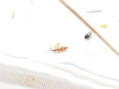 Dicranotropis divergens