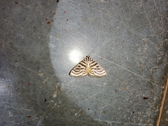 Dichocrocis rigidalis