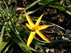 Pauridia serrata serrata