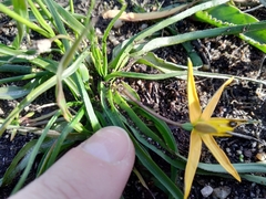 Pauridia serrata serrata