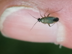 Plagiognathus arbustorum