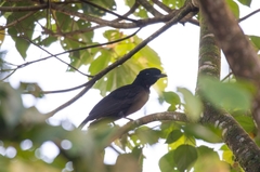 Cephalopterus glabricollis