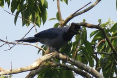 Cyanocorax violaceus