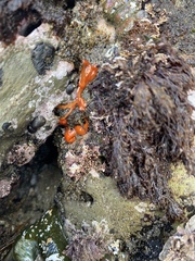 Tubulanus