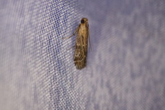 Pempeliella