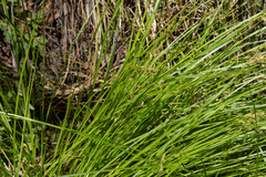 Carex fracta