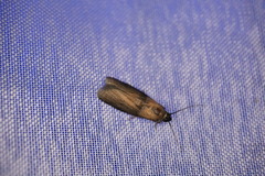 Sciota fumella