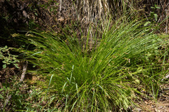Carex fracta