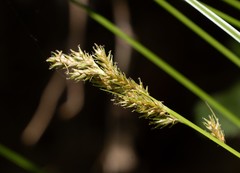 Carex fracta