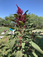 Chenopodium quinoa
