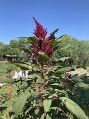 Chenopodium quinoa