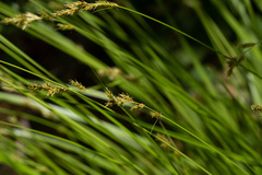 Carex fracta