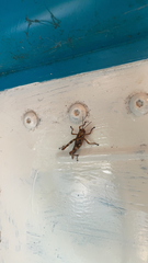 Melanoplus punctulatus