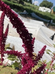 Chenopodium quinoa